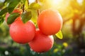 Ripe red grapefruits on garden. Shallow depth of feld Royalty Free Stock Photo