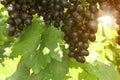 Ripe red grapes and green leaves hanging in the vineyard with sunset background Royalty Free Stock Photo