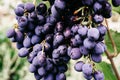 Ripe red grapes hang in a cluster on a green vine in the vineyard. Black maiden grapes, large bunch. Delicious and healthy fruits Royalty Free Stock Photo