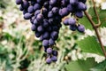 Ripe red grapes hang in a cluster on a green vine in the vineyard. Black maiden grapes, large bunch. Delicious and healthy fruits