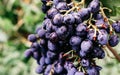 Ripe red grapes hang in a cluster on a green vine in the vineyard. Black maiden grapes, large bunch. Delicious and healthy fruits