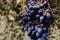 Ripe red grapes hang in a cluster on a green vine in the vineyard. Black maiden grapes, large bunch. Delicious and healthy fruits Royalty Free Stock Photo