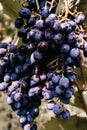 Ripe red grapes hang in a cluster on a green vine in the vineyard. Black maiden grapes, large bunch. Delicious and healthy fruits Royalty Free Stock Photo