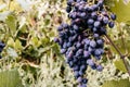 Ripe red grapes hang in a cluster on a green vine in the vineyard. Black maiden grapes, large bunch. Delicious and healthy fruits Royalty Free Stock Photo