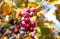 Ripe red grapes. Vineyard Nature background