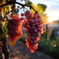 Ripe red grapes in vineyard at sunset. Close-up