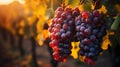 Ripe red grapes on vineyards in autumn