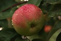 Ripe red-green apple close-up in water drops on a branch Royalty Free Stock Photo