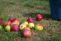 Ripe red-green apples fell onto the grass from a metal bucket. Autumn apple harvest scene Royalty Free Stock Photo