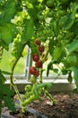 Ripe red and green cherry tomatoes are on a green background of foliage, hanging on the vine of a tomato tree in the garden. Royalty Free Stock Photo