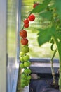 Ripe red and green cherry tomatoes are on a green background of foliage, hanging on the vine of a tomato tree in the garden. Royalty Free Stock Photo