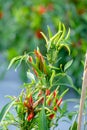 Ripe Red and Green chilli on a tree, Green chilies grows in the garden. Royalty Free Stock Photo