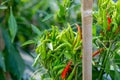 Ripe Red and Green chilli on a tree, Green chilies grows in the garden. Royalty Free Stock Photo