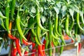 Ripe Red and Green chilli on a tree, Green chilies grows in the garden