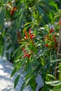 Ripe Red and Green chilli on a tree, Green chilies grows in the garden