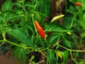 Ripe red chilli on a tree, green chilis grows in the garden