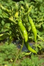 Ripe red and green chilli on a tree Royalty Free Stock Photo