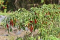 Ripe red and green chilli on a tree Royalty Free Stock Photo