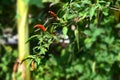 Ripe red and green hot chilli peppers on a tree Royalty Free Stock Photo