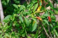 Ripe red and green hot chilli peppers on tree Royalty Free Stock Photo