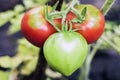 Ripe red and green natural organic tomatoes plants Solanum lycopersicum growing on a branch in a greenhouse. Copy space Royalty Free Stock Photo
