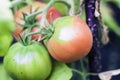 Ripe red and green natural organic tomatoes plants Solanum lycopersicum growing on a branch in a greenhouse. Copy space Royalty Free Stock Photo