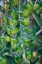 Ripe red and green tomato  in a greenhouse ready to harvest. Blurry background. Royalty Free Stock Photo