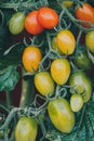 Ripe red and green tomato  in a greenhouse ready to harvest. Blurry background. Royalty Free Stock Photo