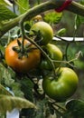 Ripe red and green tomato in a greenhouse ready to harvest. Blurry background.