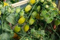 Ripe red and green tomatoes on tomato tree in the thai garden Royalty Free Stock Photo