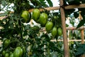 Ripe red and green tomatoes on tomato tree in the thai garden Royalty Free Stock Photo