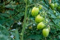 Ripe red and green tomatoes on tomato tree in the thai garden Royalty Free Stock Photo