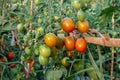 Ripe red and green tomatoes on tomato tree in the thai garden Royalty Free Stock Photo