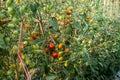 Ripe red and green tomatoes on tomato tree in the thai garden Royalty Free Stock Photo