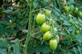 Ripe red and green tomatoes on tomato tree in the thai garden Royalty Free Stock Photo