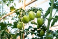 Ripe red and green tomatoes on tomato tree in the thai garden Royalty Free Stock Photo