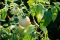 Ripe red and green tomatoes on tomato tree in the thai garden Royalty Free Stock Photo