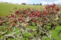 Ripe red hawthorn berry bush, Crataegus monogyna Royalty Free Stock Photo