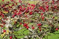 Ripe red hawthorn berry bush, Crataegus monogyna Royalty Free Stock Photo