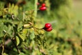 Ripe red hip rose on a bush at autumn. Royalty Free Stock Photo