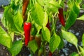 Ripe red hot pepper growing on a bush in a greenhouse. Royalty Free Stock Photo