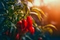 Ripe red hot pepper growing on a bush in a greenhouse Royalty Free Stock Photo