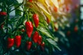 Ripe red hot pepper growing on a bush in a greenhouse