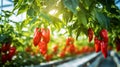 ripe red hot pepper growing on a bush in a greenhouse. Organic agriculture concept. Generative AI Royalty Free Stock Photo