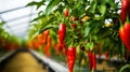 ripe red hot pepper growing on a bush in a greenhouse. Organic agriculture concept. Generative AI Royalty Free Stock Photo