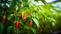 ripe red hot pepper growing on a bush in a greenhouse. Organic agriculture concept. Generative AI Royalty Free Stock Photo