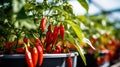 ripe red hot pepper growing on a bush in a greenhouse. Organic agriculture concept. Generative AI Royalty Free Stock Photo