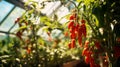 ripe red hot pepper growing on a bush in a greenhouse. Organic agriculture concept. Generative AI Royalty Free Stock Photo