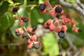 Black and red berries of the blackberry