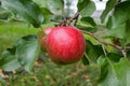 ripe red juicy sweet apple on an apple tree branch in the garden, agricultural theme, harvesting, crop, gardening Royalty Free Stock Photo